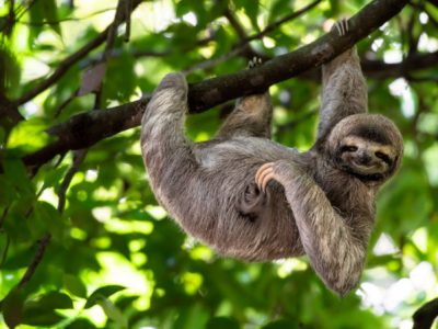 Binatang Sloth