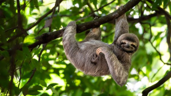 Binatang Sloth Ciri Khas Gerakan Lambatnya Yang Unik