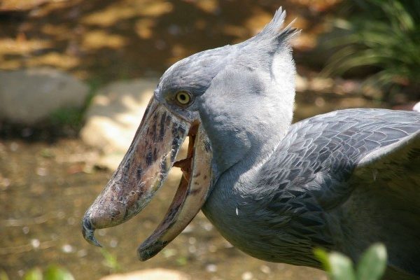 Burung Shoebill Adalah Burung Paling Unik Dan Misterius Di Dunia