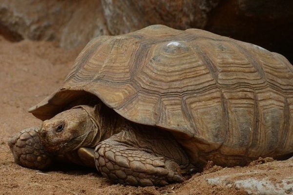 Kura Kura Sulcata Adalah Hewan Reptil Tangguh Dari Afrika