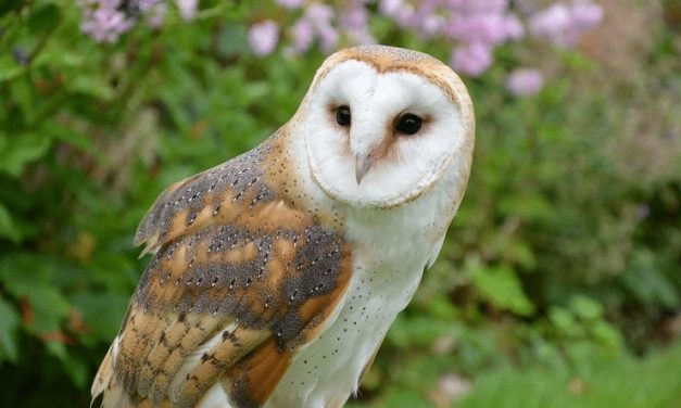 Burung Hantu Tyto Alba, Penjaga Malam Yang Unik Dan Misterius