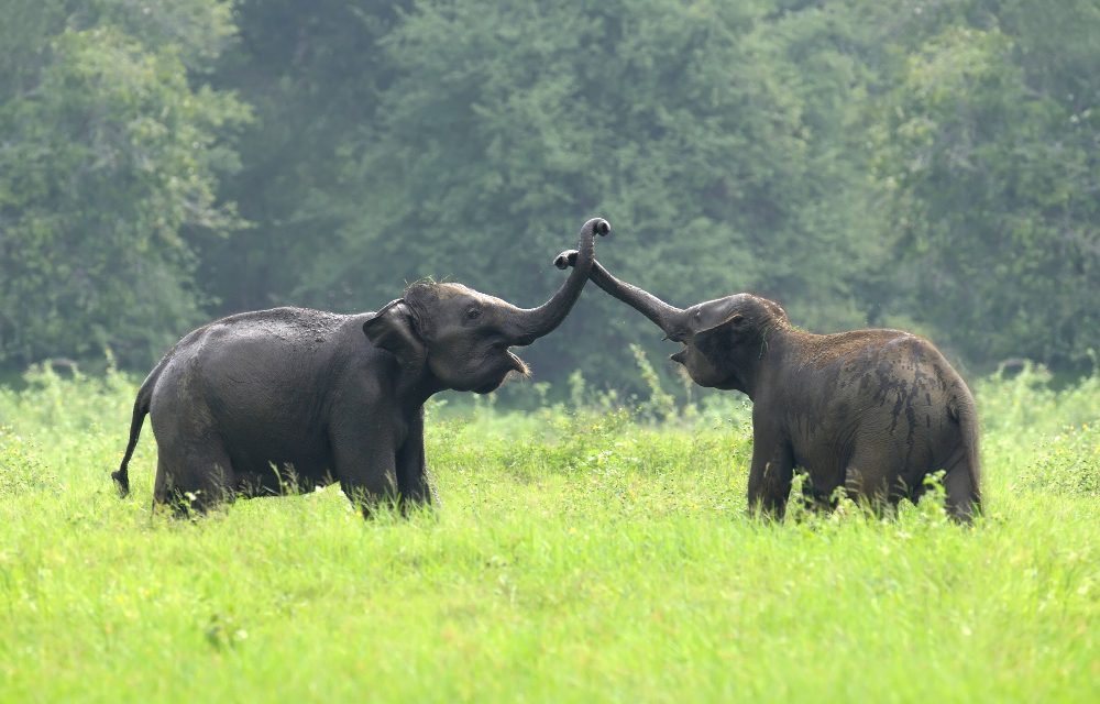 Hari Gajah Sedunia 2026, Hilangnya Hutan Jadi Ancaman Terbesar