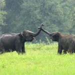 Hari Gajah Sedunia 2026, Hilangnya Hutan Jadi Ancaman Terbesar