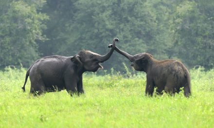 Hari Gajah Sedunia 2026, Hilangnya Hutan Jadi Ancaman Terbesar