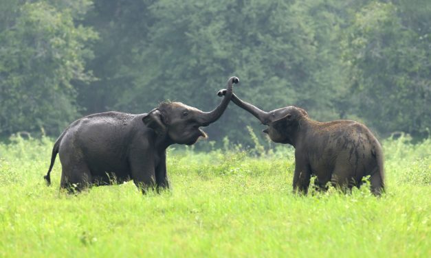 Hari Gajah Sedunia 2026, Hilangnya Hutan Jadi Ancaman Terbesar