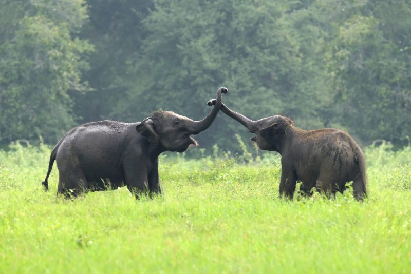 Hari Gajah