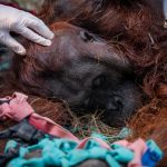 Kebakaran Hutan Kalimantan, 60% Habitat Orang Utan Terdampak