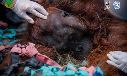 Kebakaran Hutan Kalimantan, 60% Habitat Orang Utan Terdampak