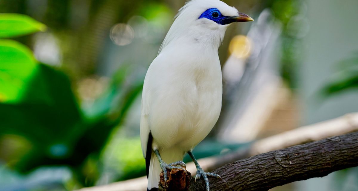 Burung Jalak Bali, Satwa Endemik Indonesia Terancam Punah