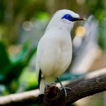 Burung Jalak Bali, Satwa Endemik Indonesia Terancam Punah