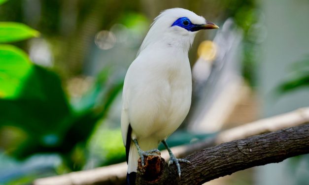 Burung Jalak Bali, Satwa Endemik Indonesia Terancam Punah