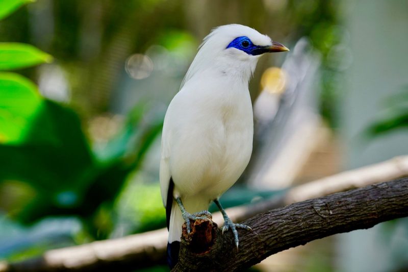 Burung Jalak Bali